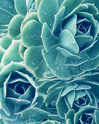 Picture of SUCCULENT WITH DEW 2