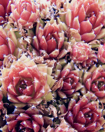 Picture of RED SUCCULENTS NEW BORN 1