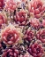 Picture of RED SUCCULENTS NEW BORN 1