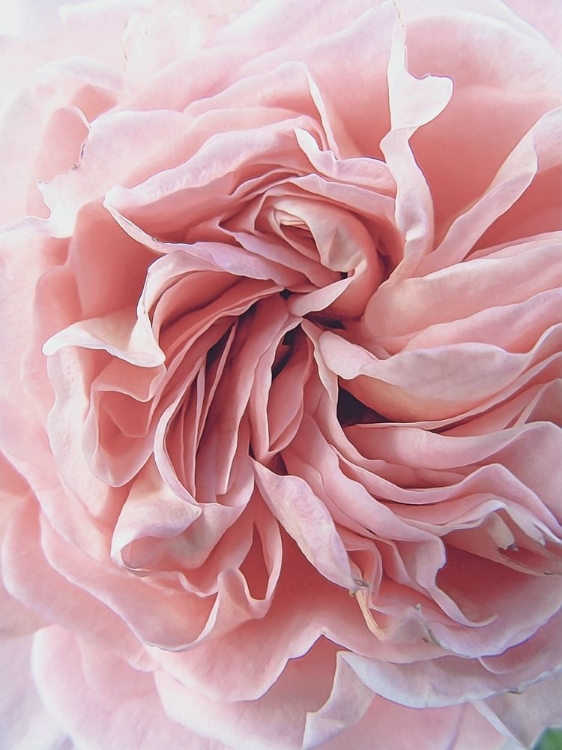 Picture of ROSE