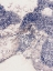Picture of SHELLS 1