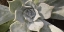Picture of SUCCULENT 2