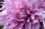 Picture of PURPLE DAHILA