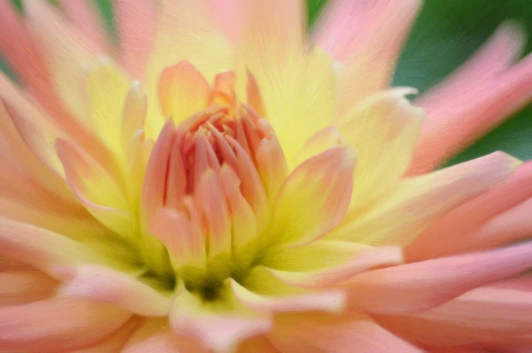 Picture of YELLOW ORANGE DAHLIA 6