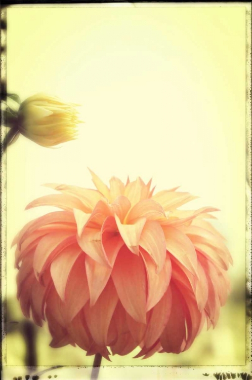 Picture of ORANGE PUFF DAHLIA AND BUD 1 VINTAGE