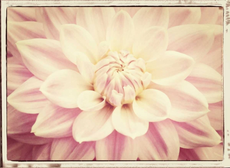 Picture of PINK DAHLIA 6A VINTAGE