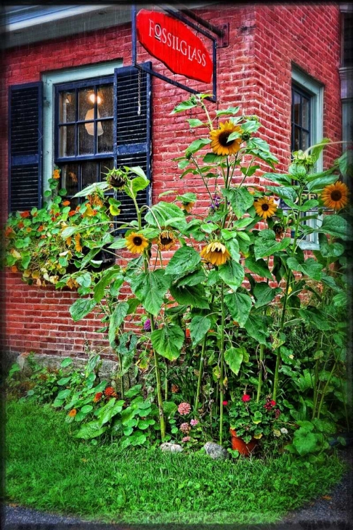 Picture of COUNTRY STORE SUNFLOWERS