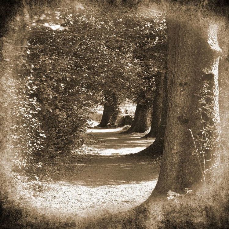 Picture of WICKLOW TREE LINE 1