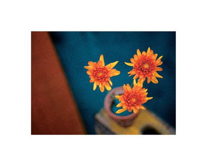 Picture of ORANGE MUMS