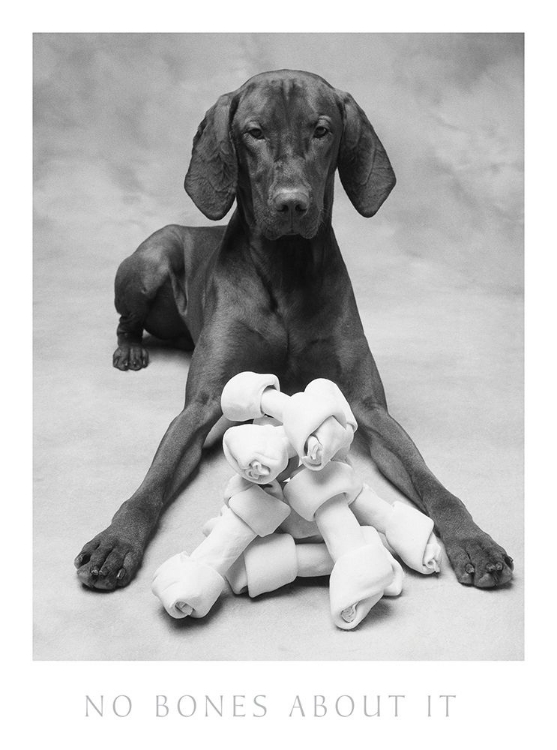 Picture of DOG AND HIS BONE