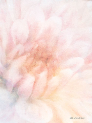 Picture of SOFT DAHLIA PASTEL PEACH