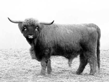 Picture of SCOTTY THE BULL