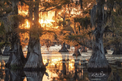 Picture of SUNSET IN THE SWAMPS