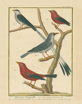 Picture of BIRD DRAWING III