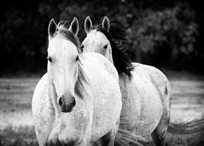Picture of TWO WILD HORSES BW