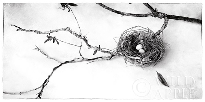 Picture of NEST AND BRANCH II