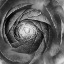 Picture of RANUNCULUS ABSTRACT I BW