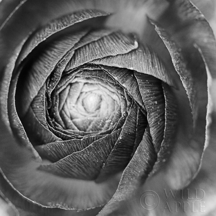 Picture of RANUNCULUS ABSTRACT I BW
