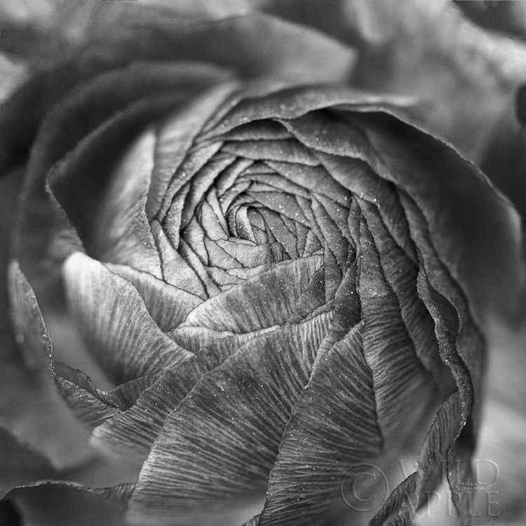 Picture of RANUNCULUS ABSTRACT II BW