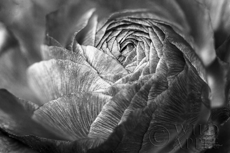 Picture of RANUNCULUS ABSTRACT V BW