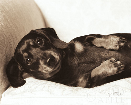 Picture of DACHSHUND DIVA