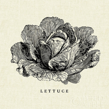 Picture of LINEN VEGETABLE BW SKETCH LETTUCE