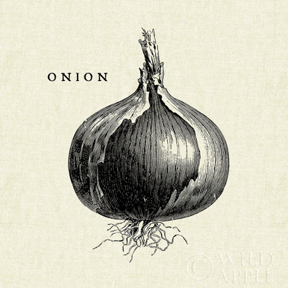 Picture of LINEN VEGETABLE BW SKETCH ONION