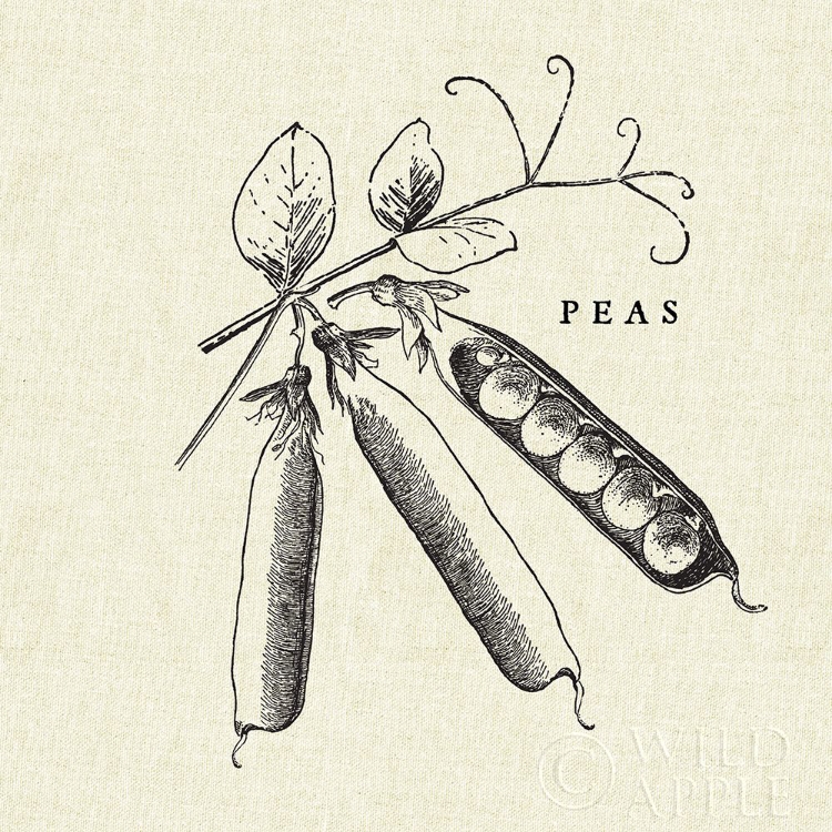 Picture of LINEN VEGETABLE BW SKETCH PEAS