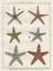 Picture of HISTOIRE NATURELLE STARFISH II
