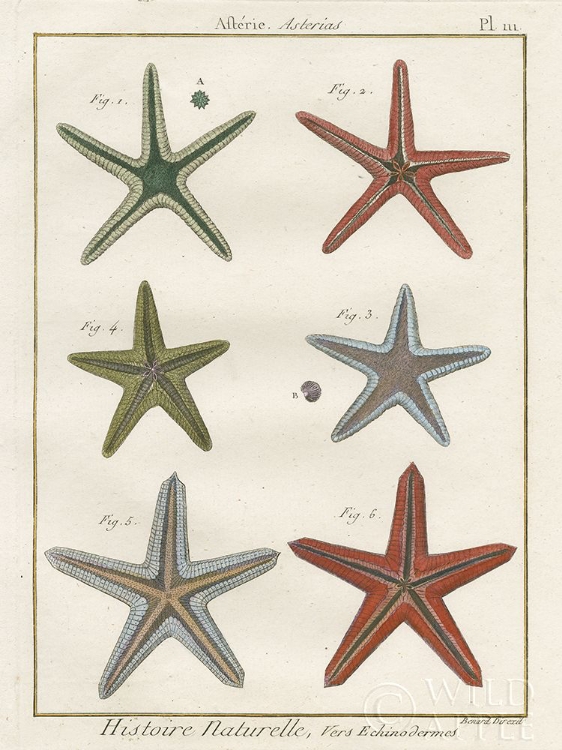 Picture of HISTOIRE NATURELLE STARFISH II