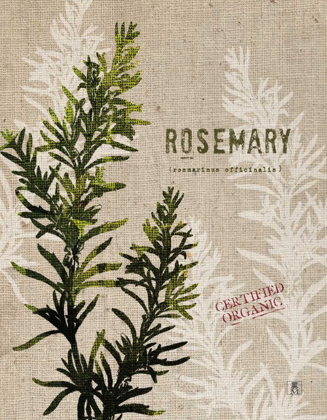 Picture of ORGANIC ROSEMARY NO BUTTERFLY