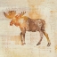 Picture of MOOSE STUDY