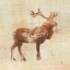 Picture of ELK STUDY V2