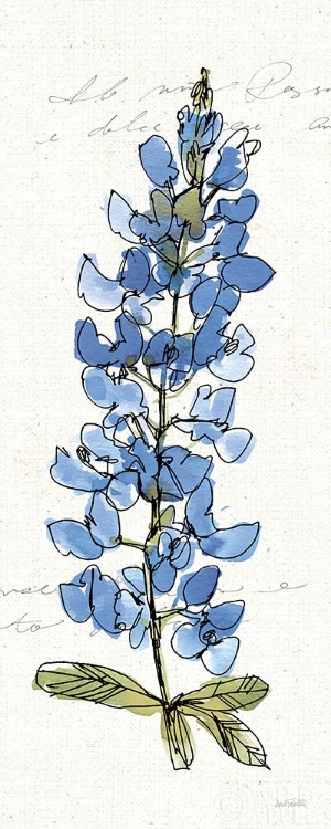 Picture of TEXAS BLUEBONNET III