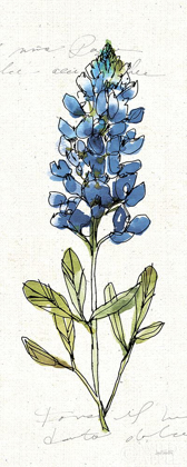 Picture of TEXAS BLUEBONNET IV