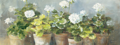 Picture of WHITE GERANIUMS V2
