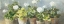 Picture of WHITE GERANIUMS V2