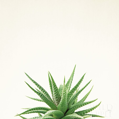 Picture of SUCCULENT SIMPLICITY I NEUTRAL