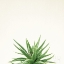 Picture of SUCCULENT SIMPLICITY I NEUTRAL