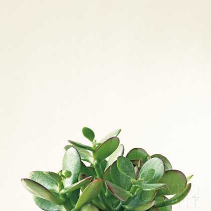 Picture of SUCCULENT SIMPLICITY III NEUTRAL