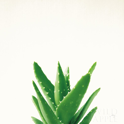 Picture of SUCCULENT SIMPLICITY V NEUTRAL