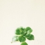 Picture of SUCCULENT SIMPLICITY VII NEUTRAL