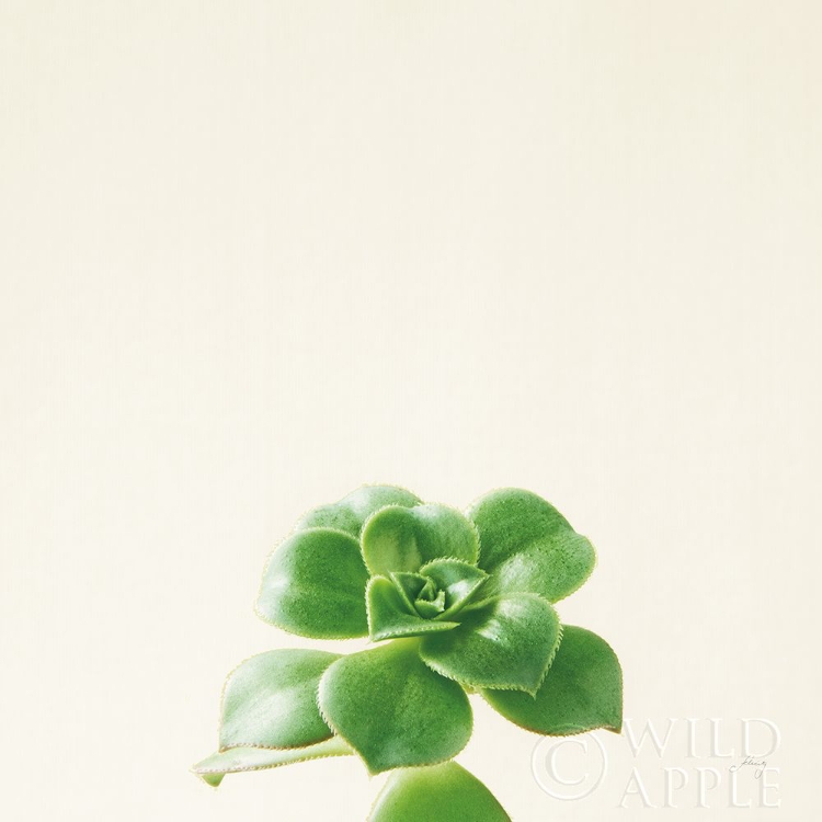 Picture of SUCCULENT SIMPLICITY VII NEUTRAL