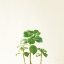 Picture of SUCCULENT SIMPLICITY IX NEUTRAL