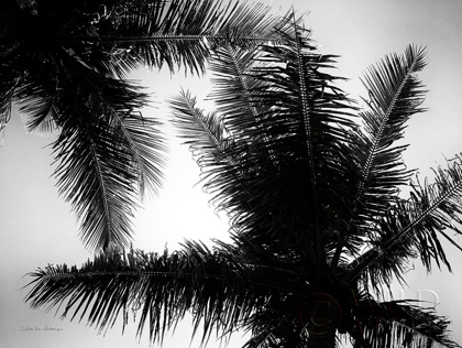 Picture of PALM TREE LOOKING UP I
