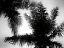 Picture of PALM TREE LOOKING UP I
