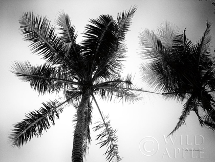 Picture of PALM TREE LOOKING UP II