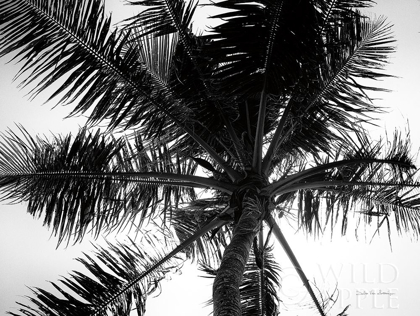 Picture of PALM TREE LOOKING UP III