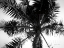 Picture of PALM TREE LOOKING UP III