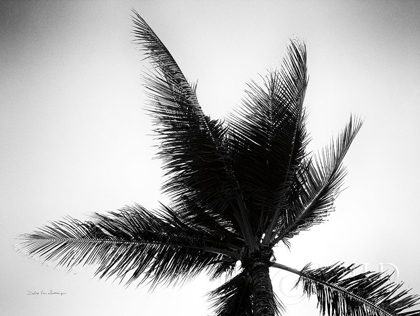 Picture of PALM TREE LOOKING UP IV